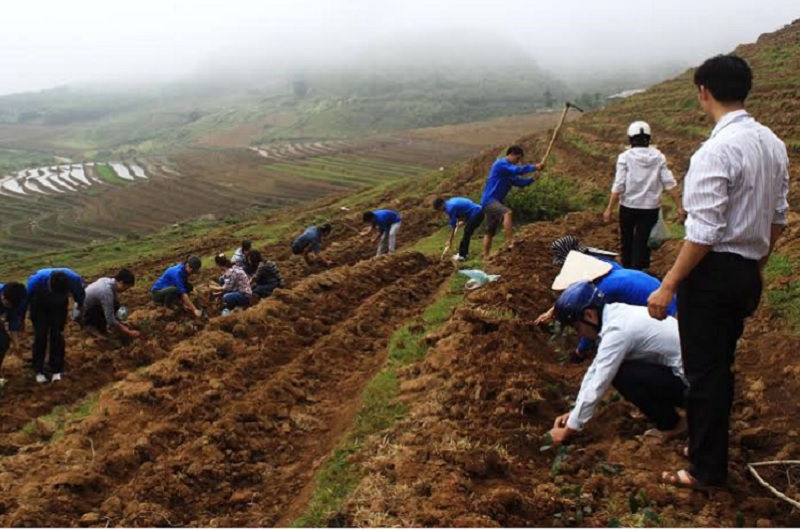 KỸ THUẬT TRỒNG CHÈ